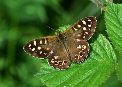Speckled Wood male - Coverdale 01.06.2019