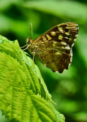 Speckled Wood - Coverdale 27.05.022