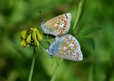 Common Blue pair - Blythe Valley 24.07.2020
