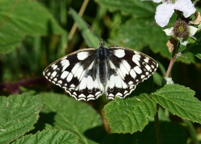 Marbled White female - Blythe Valley 18.07.2024