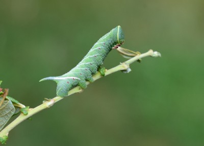 Eyed Hawk-moth larva - Coverdale 23.07.2022