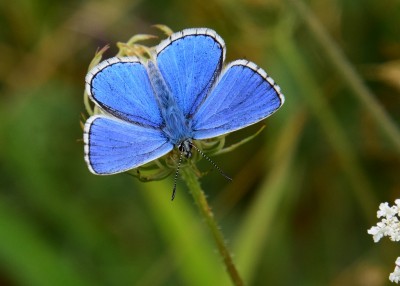 Adonis blue - OWH 02.09.2021