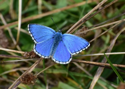 Adonis Blue - Osmington 04.09.2019