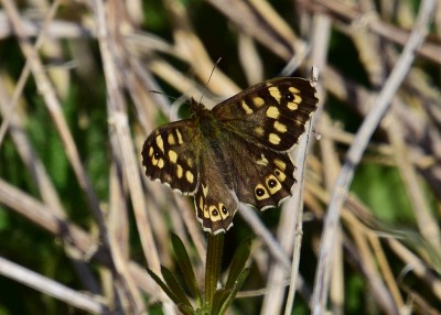 Speckled Wood male - Wagon Lane 26.04.2021