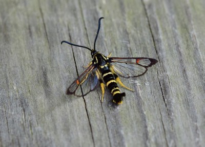 Yellow-legged Clearwing - Coverdale 04.06.2023