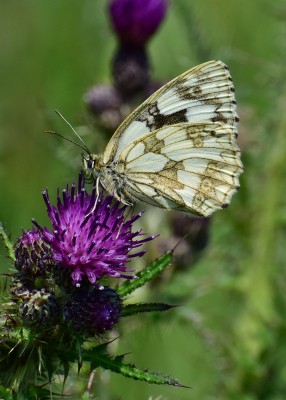 Marbled White - Blythe Valley 26.06.2020
