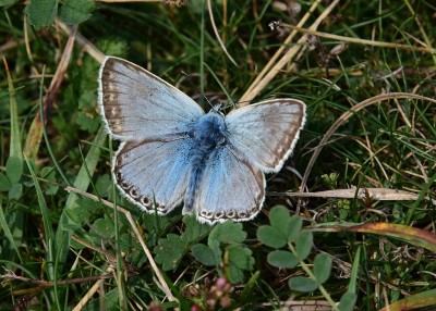 Chalk Hill Blue - Old Winchester Hill 29.08.2023