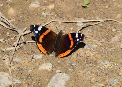 Red Admiral - Oversley Wood 22.06.2022
