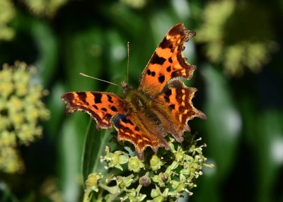 Comma - Wagon Lane 16.09.2024