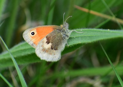 Small Heath - Castle Hills 17.05.2020