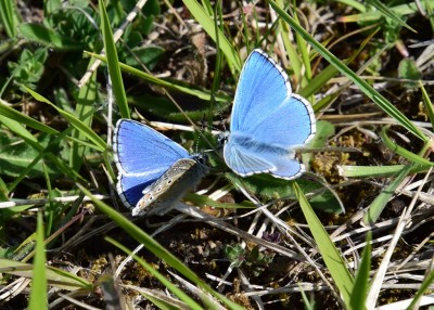 Adonis Blues - Prestbury Hill 24.05.2023