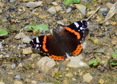 Red Admiral - Oversley Wood 05.07.2021
