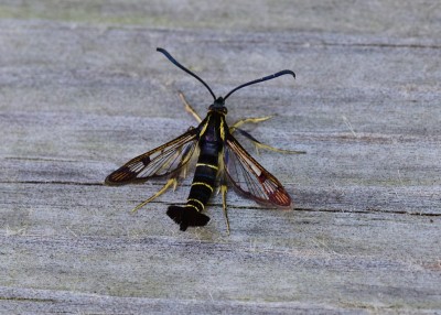 Current Clearwing - Coverdale 08.06.2023