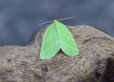 Scarce Silver-lines - Coverdale 22.06.2022