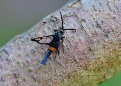 Red-belted Clearwing - Coverdale 05.06.2023