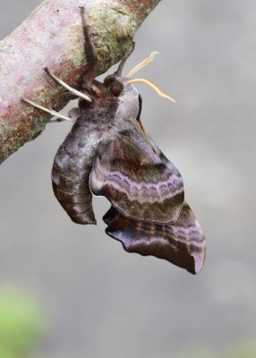 Eyed Hawk-moth underside