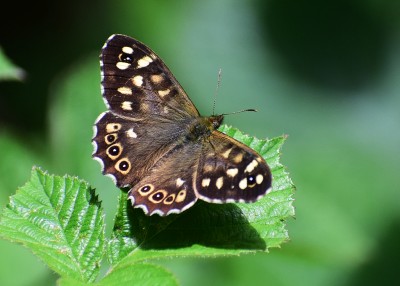 Speckled Wood male - Blythe Valley 05.06.2020