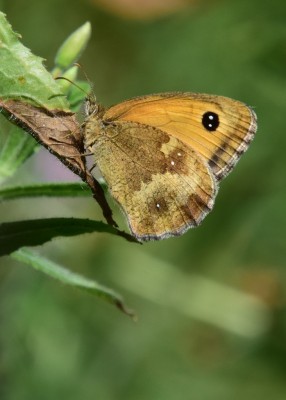 Gatekeeper female - Langley Hall 26.07.2024