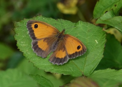 Gatekeeper female - Harbury 17.07.2024