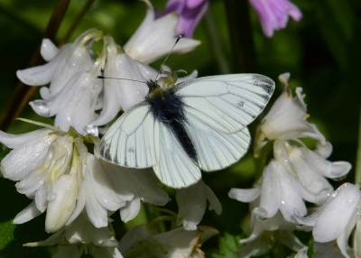 Green-veined White male - Coverdale 16.05.2021