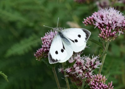 Large White female - Enys Head 05.08.2024