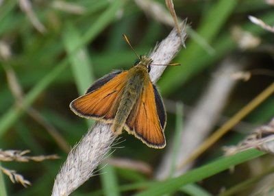 Small Skipper - Langley Hall 12.07.2019