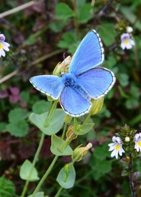 Adonis Blue - Old Winchester Hill 30.08.2021