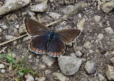 Adonis Blue female - Bindon Hill 04.09.2024