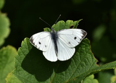 Green-veined White - Coverdale 21.07.2019