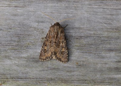 Flounced Rustic - Coverdale 28.08.2022