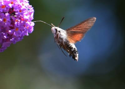 Hummingbird Hawk Moth - Coverdale 28.07.2020