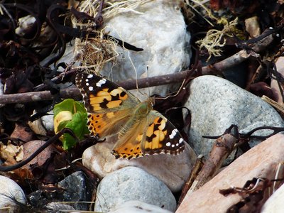 Painted Lady - Cuil Bay 07.06.2016