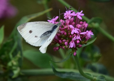 Small White - Lulworth Cove 04.09.2024