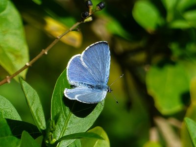 Holly Blue male - Coverdale 22.04.2017