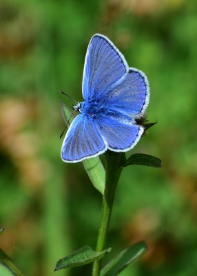 Common Blue - Blythe Valley 17.07.2020