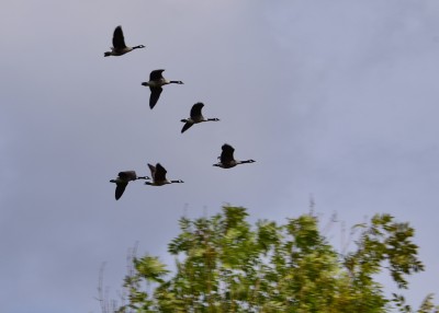 Canada Geese - Blythe Valley 29.08.2024