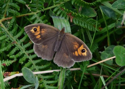 Meadow Brown female - Enys Head 07.08.2024