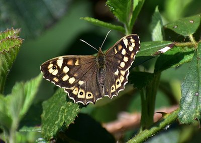Speckled Wood female - Coverdale 22.04.2019