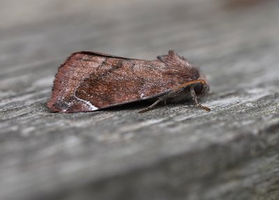 Lunar-spotted Pinion - Coverdale 24.07.2019