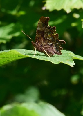 Comma - Blythe Valley 31.07.2024