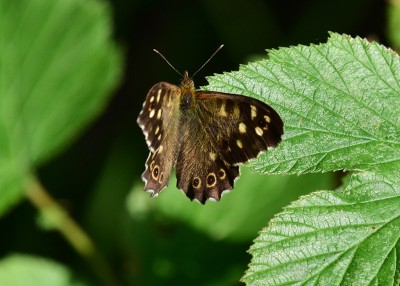 Speckled Wood male - Blythe Valley 31.07.2024