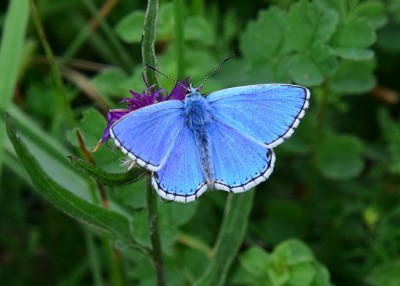 Adonis Blue - Old Winchester Hill 02.09.2021