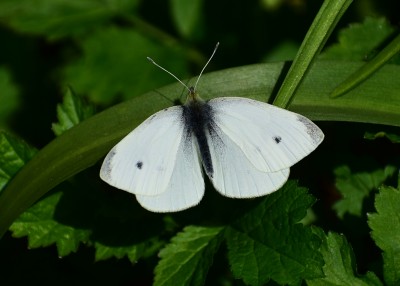 Small White - Coverdale 20.04.2020
