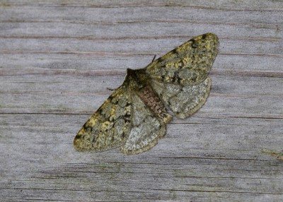Pale Brindled Beauty - Coverdale 03.02.2023