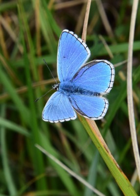 Adonis Blue - Bindon Hill 04.09.2024