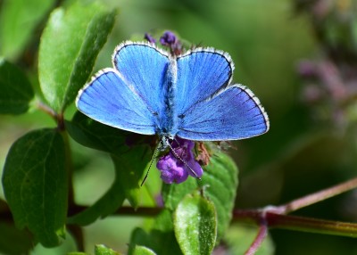 Adonis Blue - Fontmell Down 30.08.2020