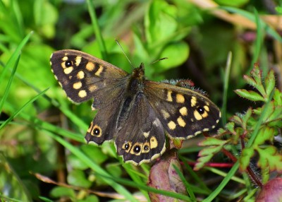 Speckled Wood male #3 - Coverdale 16.04.2020
