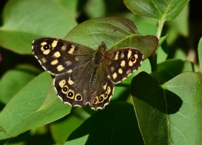 Speckled Wood male - Coverdale 25.04.2021