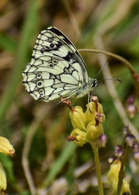 Marbled White - Bishops Hill 09.06.2020