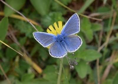 Common Blue - OWH 06.06.2022
